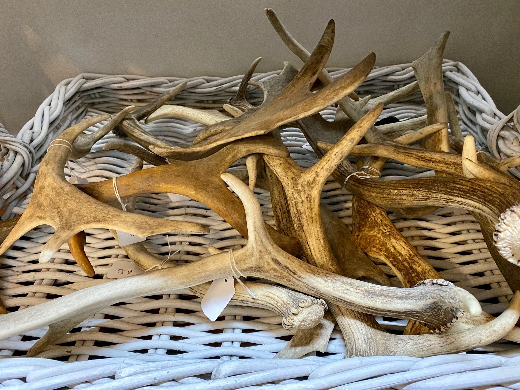 Fallow deals deer antlers